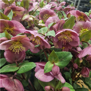 Helleborus Gold Collection 'Ice 'N Roses Rose'